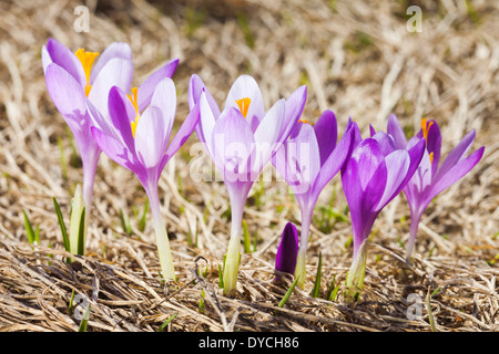 Crocus fleurs sur une prairie ensoleillée. Détail, gros plan, macro. Banque D'Images