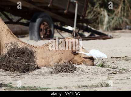 White héron garde-boeuf (Bubulcus ibis) nettoyage des chameaux de fourrure. Camel farm à Bahreïn, au Moyen-Orient Banque D'Images