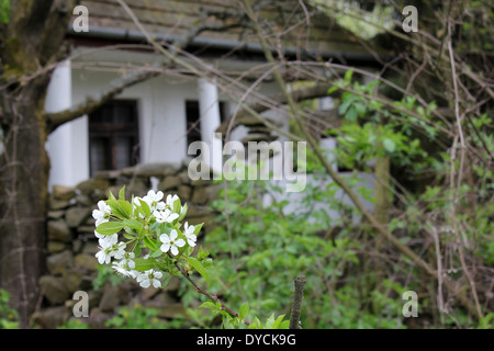 Le griottier blanc fleurs en face d'une vieille maison - abstract background spring Banque D'Images