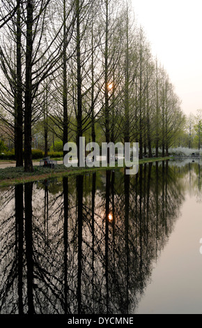 Arbres se reflétant sur un étang, Séoul, Corée du Sud. Banque D'Images