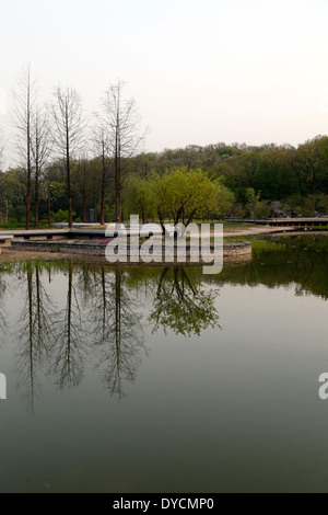 Arbres se reflétant sur un étang, Séoul, Corée du Sud. Banque D'Images