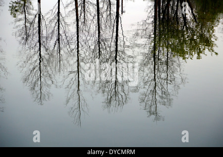 Arbres se reflétant sur un étang, Séoul, Corée du Sud. Banque D'Images