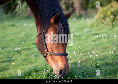 Un cheval mange de l'herbe Banque D'Images