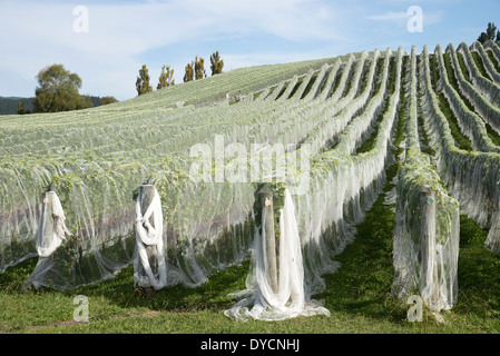 Rangées de vignes couvertes en compensation d'oiseaux en plastique pour protéger les raisins des oiseaux Hawkes Bay area New Zealand Banque D'Images