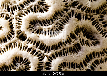 Close-Up vue détaillée d'un morceau de corail trouvés sur le rivage à Akumal, Mexique Banque D'Images