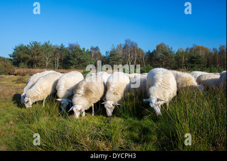 Blanc bovins ovins Veluwe à Ede en Hollande Banque D'Images