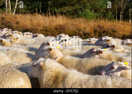 Blanc bovins ovins Veluwe à Ede en Hollande Banque D'Images