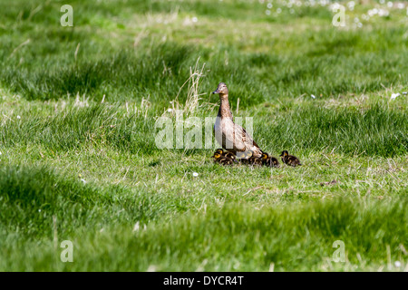 Un ​​Six avec son mallard ducklings marcher dans l'herbe entre les deux piscines Banque D'Images