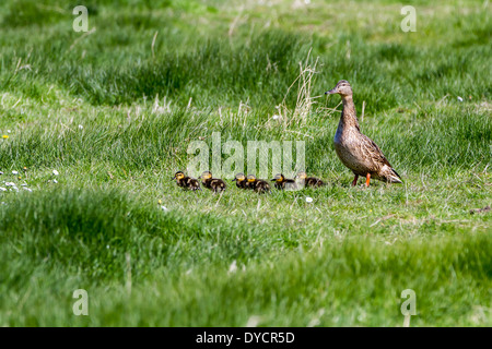 Un ​​Six avec son mallard ducklings marcher dans l'herbe entre les deux piscines Banque D'Images