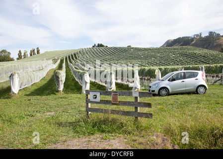 Rangées de vignes couvertes en compensation d'oiseaux en plastique pour protéger les raisins des oiseaux Hawkes Bay area New Zealand Banque D'Images