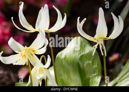 Fleurs de la fontaine, lily Erythronium californicum 'White Beauty' Banque D'Images