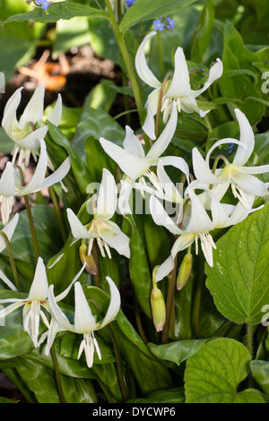 Fleurs de la fontaine, lily Erythronium californicum 'White Beauty' Banque D'Images