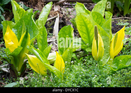 Feuillage jaune spathes et émergent de la western Skunk chou, Lysichiton americanus Banque D'Images