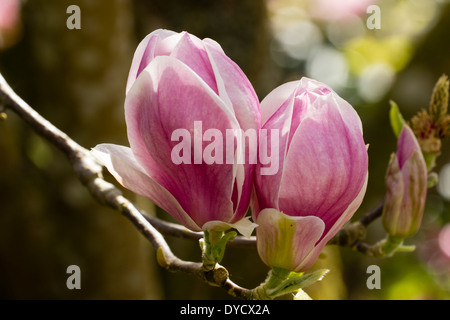 Fleurs globulaires jumelées de Magnolia x soulangeana 'Rustica Rubra' Banque D'Images