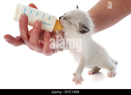 Chaton siamois alimentation in front of white background Banque D'Images