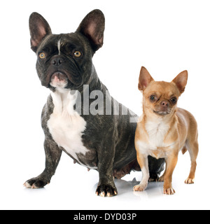 Portrait d'un bulldogand français pure race chihuahua in front of white background Banque D'Images