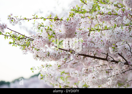 WASHINGTON DC, États-Unis — les cerisiers en fleurs autour du Tidal Basin entrent dans leur phase post-pic, avec des pétales qui commencent à tomber et de nouvelles feuilles émergent. Cette période de transition marque la fin de la floraison emblématique, mettant en valeur la beauté éphémère du printemps dans la capitale nationale. Banque D'Images