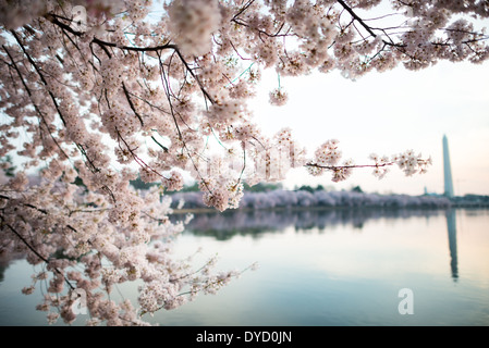 WASHINGTON DC, États-Unis — les cerisiers en fleurs encadrent le Washington Monument lors de la floraison maximale le long du Tidal Basin à Washington DC. La floraison annuelle des cerisiers, offerte par le Japon en 1912, attire des milliers de visiteurs dans la capitale du pays chaque printemps. Le Washington Monument, visible en arrière-plan, est un symbole emblématique des États-Unis. Banque D'Images