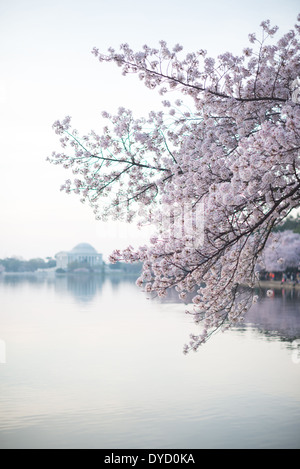 WASHINGTON DC, États-Unis — les cerisiers en fleurs encadrent le Jefferson Memorial pendant la floraison maximale le long du Tidal Basin à Washington DC. La floraison annuelle des cerisiers, offerte par le Japon en 1912, attire des milliers de visiteurs dans la capitale du pays chaque printemps. Le Jefferson Memorial, visible à l'arrière-plan, est un hommage au troisième président des États-Unis et auteur de la Déclaration d'indépendance. Banque D'Images