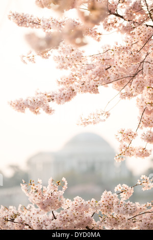 WASHINGTON DC, États-Unis — les cerisiers en fleurs encadrent le Jefferson Memorial pendant la floraison maximale le long du Tidal Basin à Washington DC. La floraison annuelle des cerisiers, offerte par le Japon en 1912, attire des milliers de visiteurs dans la capitale du pays chaque printemps. Le Jefferson Memorial, visible à l'arrière-plan, est un hommage au troisième président des États-Unis et auteur de la Déclaration d'indépendance. Banque D'Images