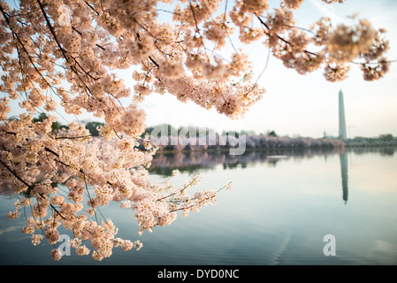 WASHINGTON DC, États-Unis — les cerisiers en fleurs encadrent le Washington Monument lors de la floraison maximale le long du Tidal Basin à Washington DC. La floraison annuelle des cerisiers, offerte par le Japon en 1912, attire des milliers de visiteurs dans la capitale du pays chaque printemps. Le Washington Monument, visible en arrière-plan, est un symbole emblématique des États-Unis. Banque D'Images