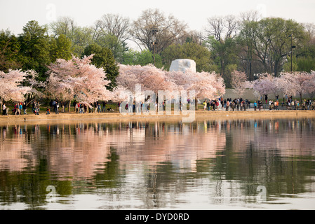 WASHINGTON DC, États-Unis — des fleurs de cerisier en pleine floraison entourent le Martin Luther King Jr. Mémorial au Tidal Basin. L'emblématique exposition printanière coïncide avec le festival annuel des cerisiers en fleurs de Washington, attirant des milliers de visiteurs. L'imposant mémorial honore l'héritage de Dr King en tant que leader du mouvement américain des droits civiques. Banque D'Images