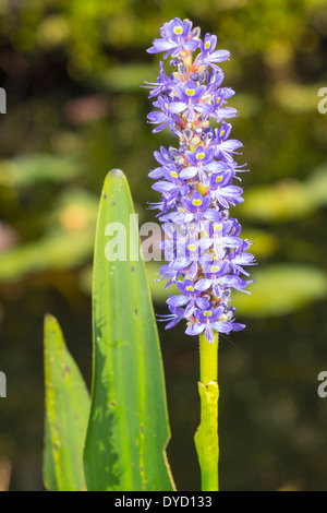 Miami Florida, Tamiami Trail, autoroute route 41, Everglades, Pickerel Rush, Pondeteria cordata, plante, fleurs, pourpre, les visiteurs voyagent à destination Banque D'Images