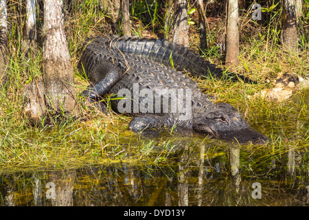 Miami Florida, Tamiami Trail, autoroute route 41, Everglades, alligator, soleil, grand, les visiteurs Voyage voyage touristique touristique sites touristiques, culte Banque D'Images