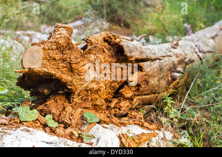 Le bois pourri Photo couché sur le sol de la forêt. Banque D'Images