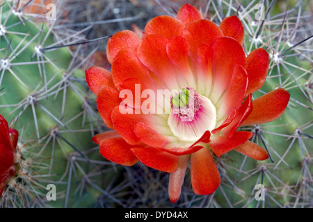 Claret Cup Fleur de cactus (Echinocereus triglochidiatus) Banque D'Images