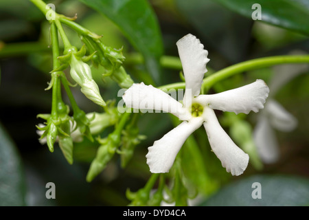 Fleur de Jasmin Star (Trachelospermum jasminoides) Banque D'Images