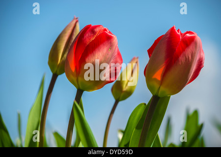 Vue rapprochée de deux tulipes au printemps fleuri entièrement Banque D'Images