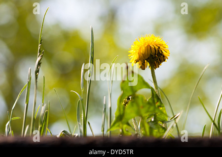 Jusqu'à la maturité à un dandielion jaune et certaines graminées onu-gardé contre un arrière-plan flou d'arbres et ciel bleu. Banque D'Images