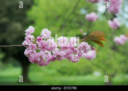 Prunus Kanzan. Fleur de cerisier Rose Double Banque D'Images