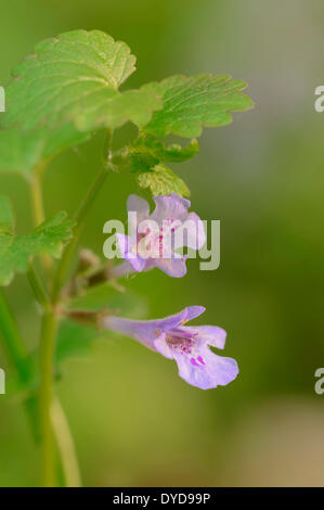 Rez-de-lierre, Gill sur le sol ou le lierre terrestre (Glechoma hederacea), fleurs, Rhénanie du Nord-Westphalie, Allemagne Banque D'Images