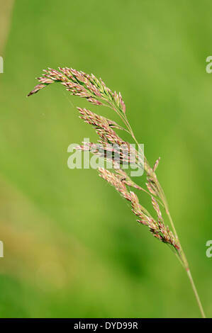 Yorkshire herbe tuftés, brouillard ou de prairies herbe douce (Holcus lanatus), Nordrhein-Westfalen, Allemagne Banque D'Images