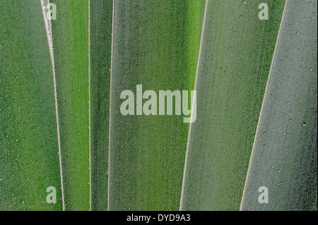 Le jonc commun ou quenouille à feuilles larges (Typha latifolia), feuilles, Rhénanie du Nord-Westphalie, Allemagne Banque D'Images