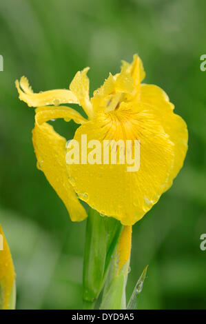Drapeau jaune ou iris jaune (Iris pseudacorus), fleur, Rhénanie du Nord-Westphalie, Allemagne