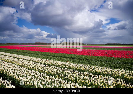 Tulipes rouges et blanches dans les rangées sous des nuages sombres Banque D'Images