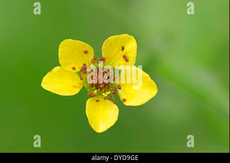 Herb Benoîte, Bennett ou benoîte officinale (Geum urbanum), fleur, Rhénanie du Nord-Westphalie, Allemagne Banque D'Images