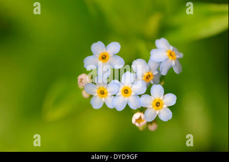 Forget-me-eau ou pas vrai forget-me-not (Myosotis scorpioides, Myosotis palustris), fleurs, Rhénanie du Nord-Westphalie, Allemagne Banque D'Images