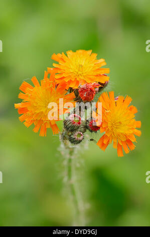 Fox-et-d'oursons ou Orange épervière (Hieracium aurantiacum), fleurs, Rhénanie du Nord-Westphalie, Allemagne Banque D'Images