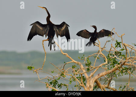 Dard Oriental ou Indien Vert (Anhinga melanogaster) et un peu de Cormoran (Phalacrocorax niger), le Parc National de Bundala Banque D'Images