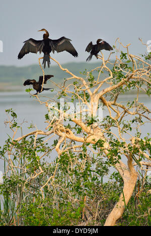 Dard Oriental ou Indien Vert (Anhinga melanogaster) et peu de cormorans (Phalacrocorax niger), le Parc National de Bundala Banque D'Images