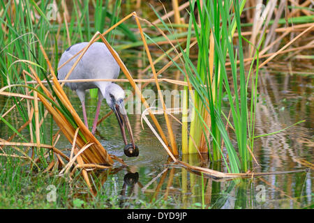 Asian Openbill Anastomus Stork (oscitante) avec un escargot dans son bec, le Parc National de Bundala, Province du Sud, Sri Lanka Banque D'Images