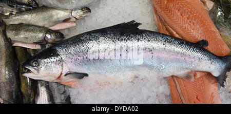 Langenhagen, Allemagne. Apr 15, 2014. Un saumon se trouve sur un comptoir de vente à un marché hebdomadaire de Langenhagen, Allemagne, 15 avril 2014. Le poisson est un repas traditionnel le vendredi saint. Selon l'industrie du poisson les prix sont censés rester stables, cependant. Photo : HOLGER HOLLEMANN/DPA/Alamy Live News Banque D'Images