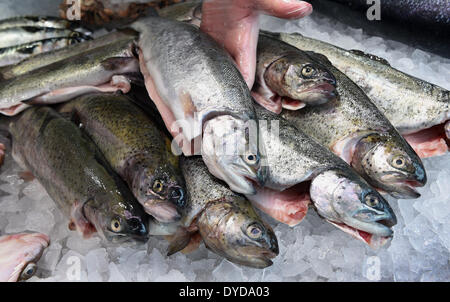 Langenhagen, Allemagne. Apr 15, 2014. Les truites d'élevage se situent sur un comptoir de vente à un marché hebdomadaire de Langenhagen, Allemagne, 15 avril 2014. Le poisson est un repas traditionnel le vendredi saint. Selon l'industrie du poisson les prix sont censés rester stables, cependant. Photo : HOLGER HOLLEMANN/DPA/Alamy Live News Banque D'Images