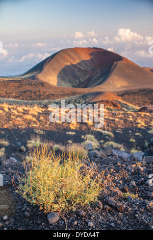 Thym sauvage poussant sur les pentes de l'Etna, Sicile. Banque D'Images