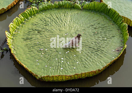 Pigeon et pièces en un nénuphar géant Victoria (sp.), le Wat Jedlin, Chiang Mai, Thaïlande du Nord, Thaïlande Banque D'Images