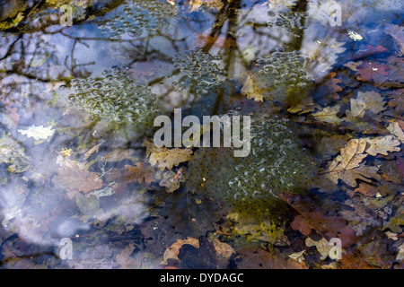 Frog frayer dans l'étang des bois avec des feuilles et des réflexions Banque D'Images